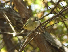 Phylloscopus affinis
