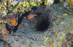 Centrostephanus longispinus