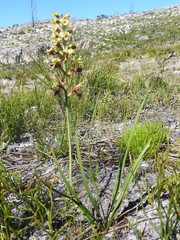 Tritoniopsis parviflora parviflora