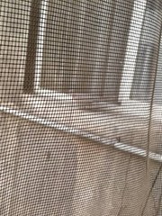 Streptopelia senegalensis