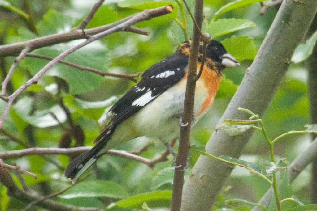 Black-headed × Rose-breasted Grosbeak