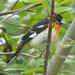 Black-headed × Rose-breasted Grosbeak - Photo (c) Donna Pomeroy, some rights reserved (CC BY-NC), uploaded by Donna Pomeroy