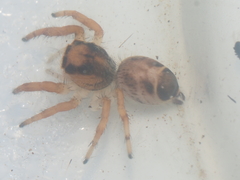 Hyllus diardi
