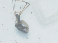 Argyrodes argentatus