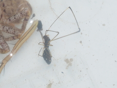 Argyrodes argentatus