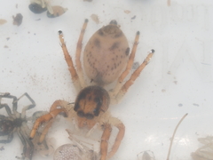 Hyllus diardi
