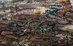 Rosellinia subiculata