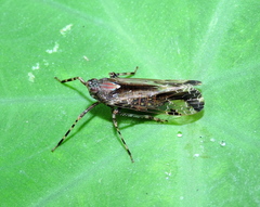 Orthopagus