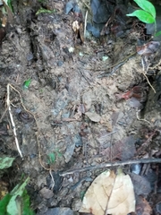 Tapirus terrestris