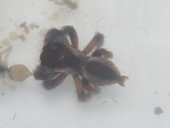 Carrhotus viduus