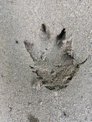 Procyon cancrivorus
