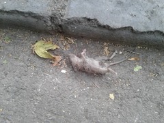 Rattus