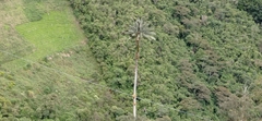 Ceroxylon quindiuense