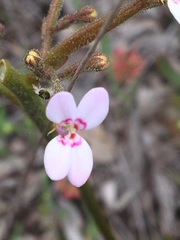 Stylidium crassifolium