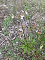 Stylidium crassifolium