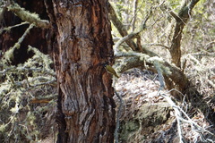 Melithreptus chloropsis