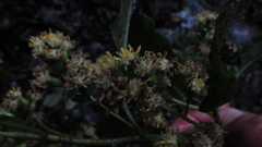 Dendrophorbium kleinioides