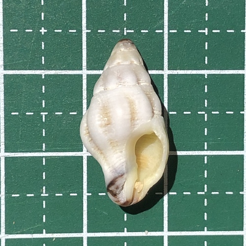 Snegl (hav-/nøgensnegl)