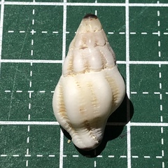 Peristernia ustulata