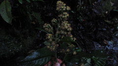 Dendrophorbium kleinioides