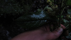 Dendrophorbium kleinioides
