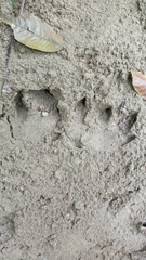 Tapirus terrestris