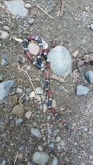 Micrurus surinamensis