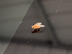 Neogriphoneura