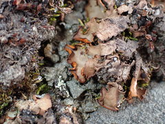 Peltigeraceae