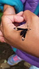 Myrmecopsis strigosa