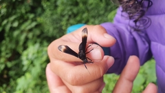 Myrmecopsis strigosa