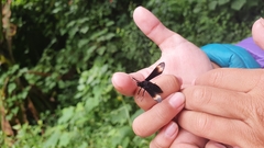 Myrmecopsis strigosa