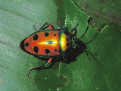 Calliphara excellens