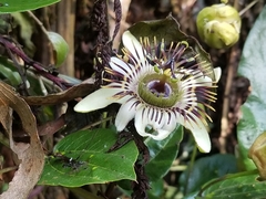 Passiflora cuspidifolia