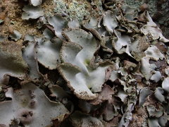 Umbilicaria hirsuta