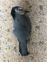 Sitta carolinensis