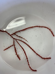 Callistephanus rosea