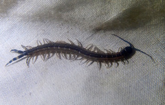 Scolopendra laeta