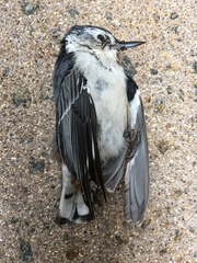 Sitta carolinensis