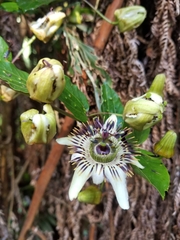 Passiflora cuspidifolia