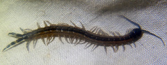 Scolopendra laeta