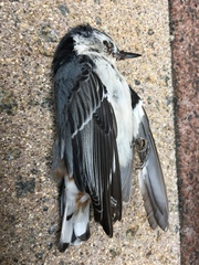 Sitta carolinensis