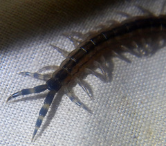 Scolopendra laeta