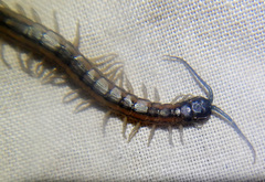Scolopendra laeta