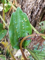 Passiflora cuspidifolia
