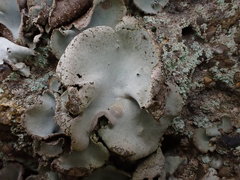 Umbilicaria hirsuta