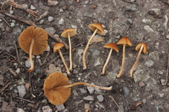 Conocybe mesospora