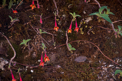 Fuchsia apetala