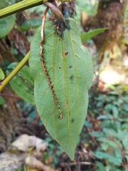 Passiflora cuspidifolia