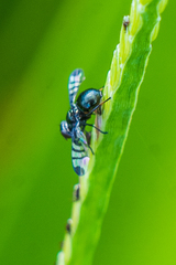 Rivellia syngenesiae